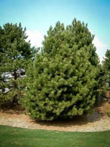 Сосна Чёрная (Pinus Nigra) купить по цене от 270.00р. в интернет-магазине «Посадика» с доставкой почтой в в Пыталовое и по всей России – [изображение №1].