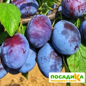 Слива Чачакская ранняя купить по цене от 229.00р. в интернет-магазине «Посадика» с доставкой почтой в в Пыталовое и по всей России – [изображение №1].