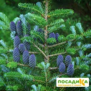 Пихта корейская (Abies koreana) купить по цене от 450.00р. в интернет-магазине «Посадика» с доставкой почтой в в Пыталовое и по всей России – [изображение №1].