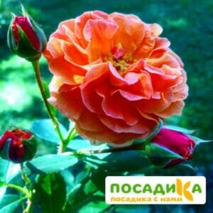 Роза Арабия купить по цене от 350.00р. в интернет-магазине «Посадика» с доставкой почтой в в Пыталовое и по всей России – [изображение №1].