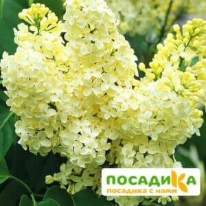 Сирень Примроуз (Primrose) купить по цене от 529.00р. в интернет-магазине «Посадика» с доставкой почтой в в Пыталовое и по всей России – [изображение №1].