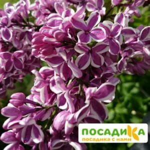 Сирень Сенсация купить по цене от 529.00р. в интернет-магазине «Посадика» с доставкой почтой в в Пыталовое и по всей России – [изображение №1].