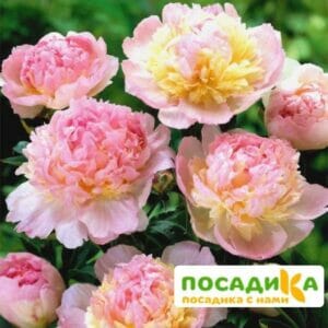 Пион Распберри Сандей (Paeonia Raspberry Sundae) купить по цене от 959р. в интернет-магазине «Посадика» с доставкой почтой в в Пыталовое и по всей России – [изображение №1].