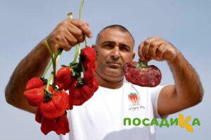 Клубника Гигант Джорнея купить по цене от 266р. в интернет-магазине «Посадика» с доставкой почтой в в Пыталовое и по всей России – [изображение №1].