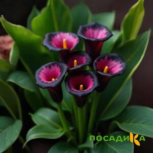 Калла Аура Лейс купить по цене от 400р. в интернет-магазине «Посадика» с доставкой почтой в в Пыталовое и по всей России – [изображение №1].