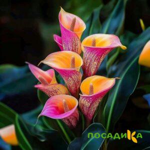 Калла Оникс купить по цене от 450р. в интернет-магазине «Посадика» с доставкой почтой в в Пыталовое и по всей России – [изображение №1].