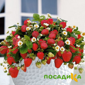 Клубника Рубиновый Шепот (горшечная) купить по цене от 240р. в интернет-магазине «Посадика» с доставкой почтой в в Пыталовое и по всей России – [изображение №1].
