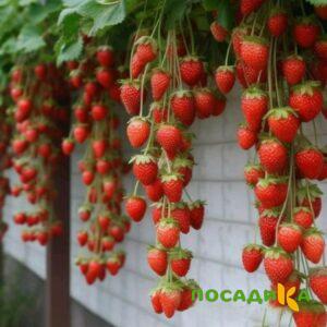 Клубника вьющаяся Комплимент купить по цене от 470р. в интернет-магазине «Посадика» с доставкой почтой в в Пыталовое и по всей России – [изображение №1].
