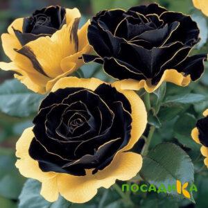 Роза Ханни Сикл купить по цене от 700р. в интернет-магазине «Посадика» с доставкой почтой в в Пыталовое и по всей России – [изображение №1].