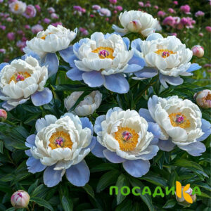 Пион акварельный Этюд купить по цене от 806р. в интернет-магазине «Посадика» с доставкой почтой в в Пыталовое и по всей России – [изображение №1].