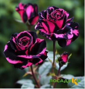 Роза Багровый Шепот купить по цене от 366р. в интернет-магазине «Посадика» с доставкой почтой в в Пыталовое и по всей России – [изображение №1].