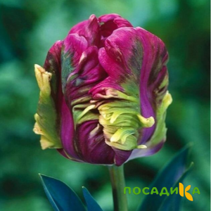 Тюльпан Экзотик Хэвен купить по цене от 186р. в интернет-магазине «Посадика» с доставкой почтой в в Пыталовое и по всей России – [изображение №1].