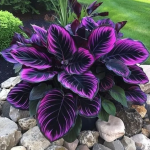 Хоста Люминоза купить по цене от 450р. в интернет-магазине «Посадика» с доставкой почтой в в Пыталовое и по всей России – [изображение №1].