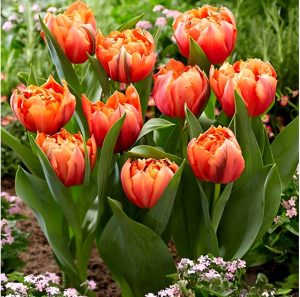 Тюльпан Гудошник Дабл купить по цене от 185р. в интернет-магазине «Посадика» с доставкой почтой в в Пыталовое и по всей России – [изображение №1].