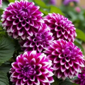 Георгин Кристал Корт купить по цене от 602р. в интернет-магазине «Посадика» с доставкой почтой в в Пыталовое и по всей России – [изображение №1].