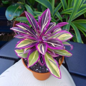 Хоста Сильвер Стик купить по цене от 650р. в интернет-магазине «Посадика» с доставкой почтой в в Пыталовое и по всей России – [изображение №1].