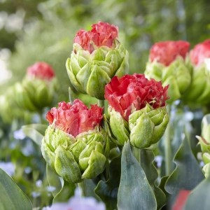 Тюльпан Бычий Глаз купить по цене от 275р. в интернет-магазине «Посадика» с доставкой почтой в в Пыталовое и по всей России – [изображение №1].