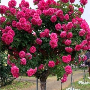 Роза Версаля купить по цене от 232р. в интернет-магазине «Посадика» с доставкой почтой в в Пыталовое и по всей России – [изображение №1].