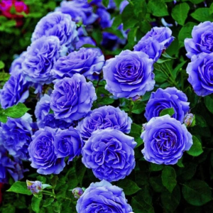 Роза Блю Мун купить по цене от 450р. в интернет-магазине «Посадика» с доставкой почтой в в Пыталовое и по всей России – [изображение №1].