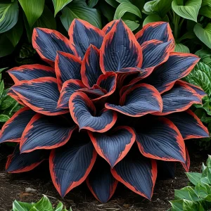 Хоста Солнечный Агат купить по цене от 440р. в интернет-магазине «Посадика» с доставкой почтой в в Пыталовое и по всей России – [изображение №1].