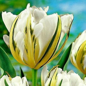 Тюльпан Экзотик Пуруссима купить по цене от 305р. в интернет-магазине «Посадика» с доставкой почтой в в Пыталовое и по всей России – [изображение №1].