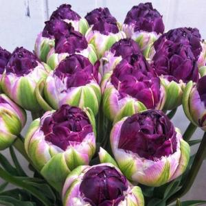 Тюльпан Анаконда купить по цене от 450р. в интернет-магазине «Посадика» с доставкой почтой в в Пыталовое и по всей России – [изображение №1].