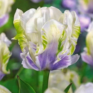 Тюльпан Уайт Лизарт купить по цене от 360р. в интернет-магазине «Посадика» с доставкой почтой в в Пыталовое и по всей России – [изображение №1].