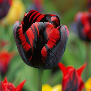 Тюльпан Блэк Перрот купить по цене от 351р. в интернет-магазине «Посадика» с доставкой почтой в в Пыталовое и по всей России – [изображение №1].