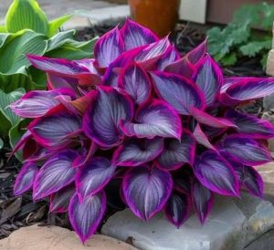 Хоста Сикрет Гарденс купить по цене от 549р. в интернет-магазине «Посадика» с доставкой почтой в в Пыталовое и по всей России – [изображение №1].