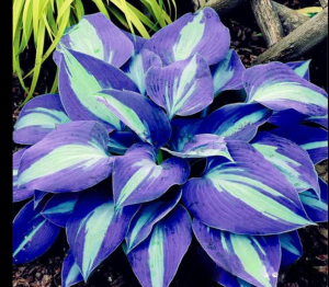 Хоста Аурелия купить по цене от 450р. в интернет-магазине «Посадика» с доставкой почтой в в Пыталовое и по всей России – [изображение №1].