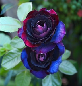 Роза Скарлет Рэвери купить по цене от 489р. в интернет-магазине «Посадика» с доставкой почтой в в Пыталовое и по всей России – [изображение №1].