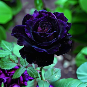 Роза Блэк Пантер купить по цене от 319р. в интернет-магазине «Посадика» с доставкой почтой в в Пыталовое и по всей России – [изображение №1].