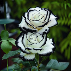 Роза Силк Ивин купить по цене от 319р. в интернет-магазине «Посадика» с доставкой почтой в в Пыталовое и по всей России – [изображение №1].