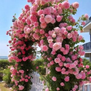 Роза Пастель Розе купить по цене от 605р. в интернет-магазине «Посадика» с доставкой почтой в в Пыталовое и по всей России – [изображение №1].