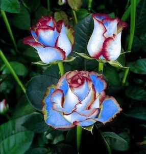 Роза Сафайер Пэтл купить по цене от 450р. в интернет-магазине «Посадика» с доставкой почтой в в Пыталовое и по всей России – [изображение №1].